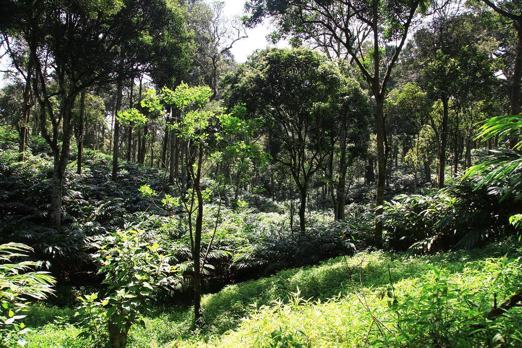 Thekkady Kalarickal Heritage Bungalow Vandanmedu Exteriér fotografie